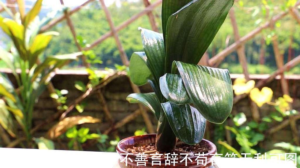 植株|怎么养君子兰最正确？新手先避开这5大雷区，养好根开出美丽的花