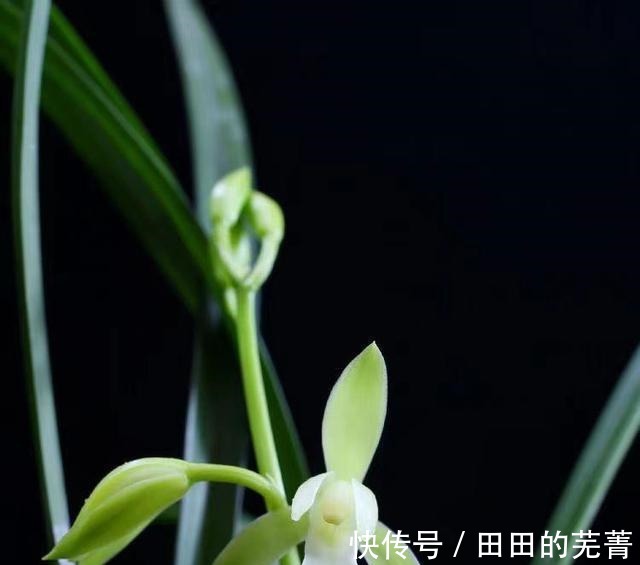 新人“入门级”浓香型,建兰大凤素,新手必备!