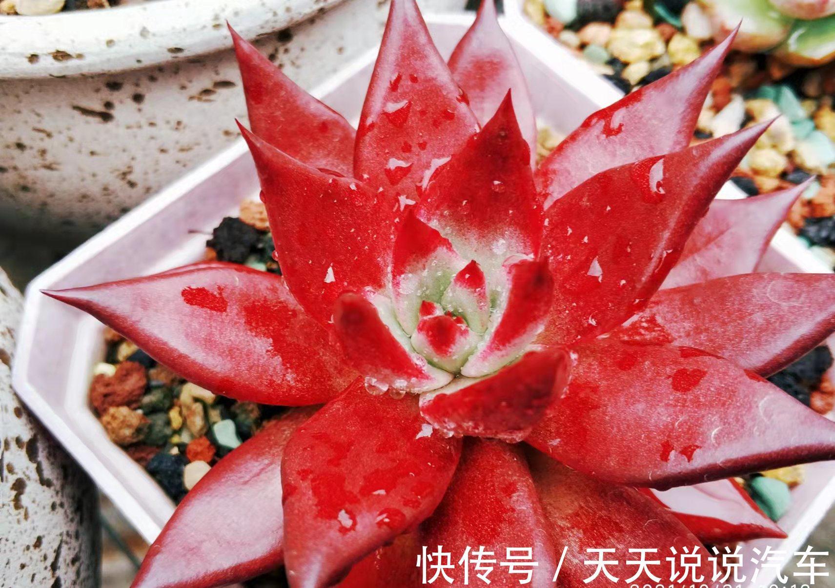 老肉友给新手的建议：刚栽种的多肉先别放铺面石，其中原因有两个