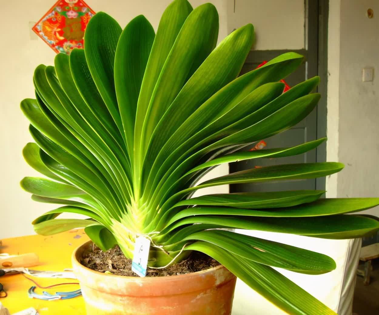 春天君子兰，能长8片叶？很简单，满足4个小条件就好啦