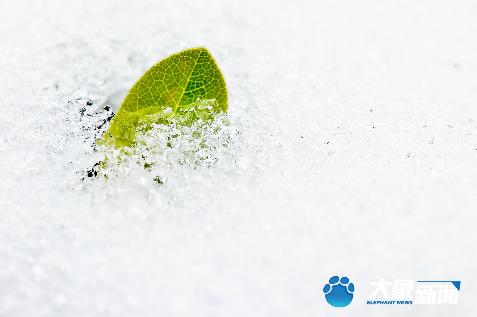 梅花|凌寒傲立、暗香浮动！这是郑州市公园里经风雪洗礼后的梅花