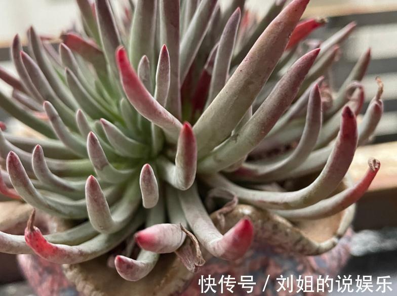 养仙女杯多肉爱杜丽丝,3个细节把控好,茎叶茂盛又美丽