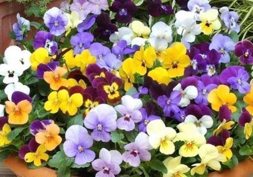 漂亮|家有庭院就养4种花,好养漂亮花期长,开花一簇簇,开成百花园!