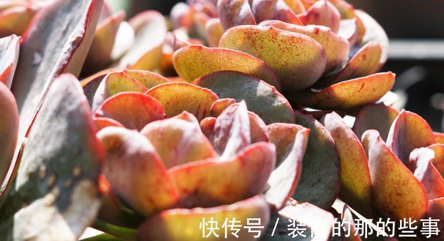 蒂亚|秋季，对于多肉来说是个多彩的季节，你了解嘛