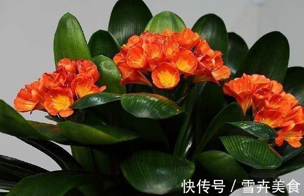 花生|君子兰就爱吃这2种零食,往盆里埋一点,根壮叶肥,花开璀璨烂漫