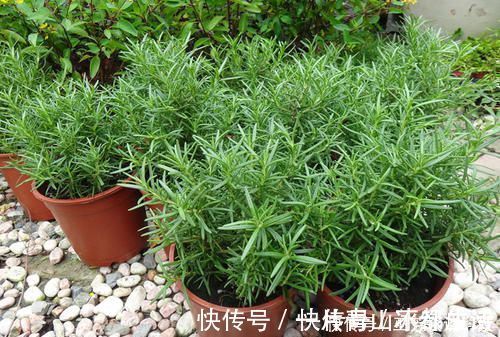 花卉|蚊虫不喜欢这种花,现在养养一盆,夏天连蚊香钱都省了