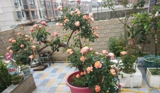 茎干|3种花养在小盆里,2年变老桩,茎干粗壮开花香,1次能开50朵