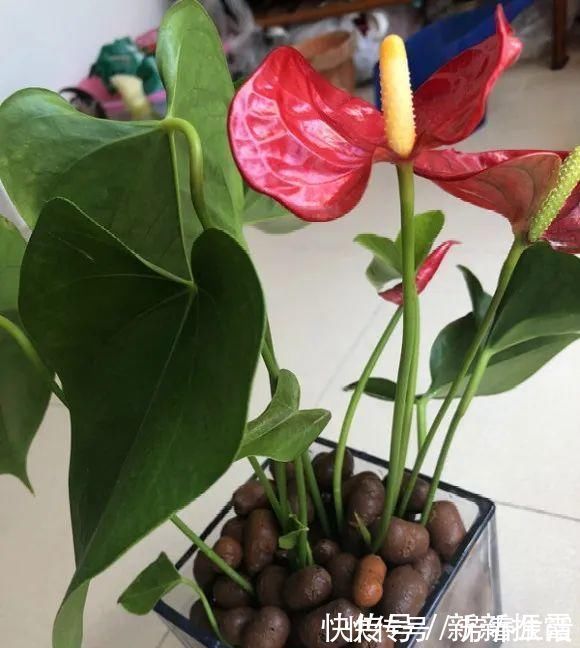 枝条|茉莉花扦插有机关,砍这一段枝条,插土里3天就活