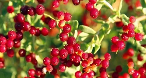 食物|每天晚上坚持吃3种食物,补充营养、补益身体,好处多多!