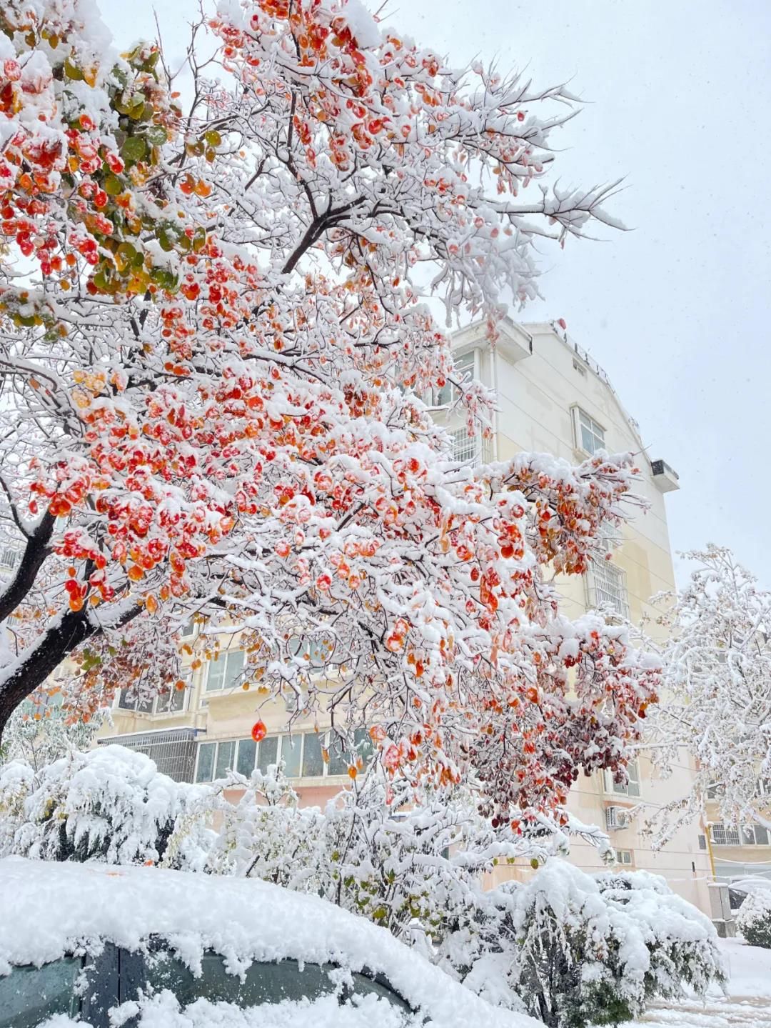 雪景|烟台终于下雪了！（附烟台绝美冰雪图）