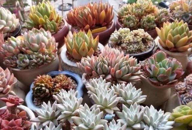 多肉夏天“整了容”，肉嘟嘟的叶片全萎蔫，教你几招，真好用