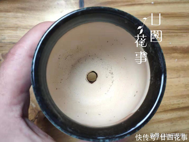 新手养多肉，这事很关键，掌握好事半功倍，但容易被忽略