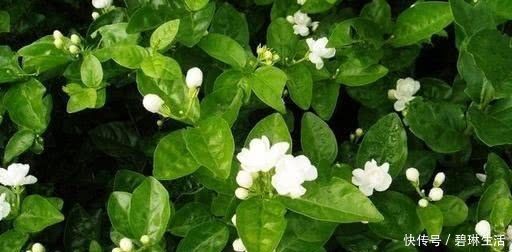茶水|自配养花营养液,给茉莉花“喝”一勺,叶子翠绿,一盆开花100朵