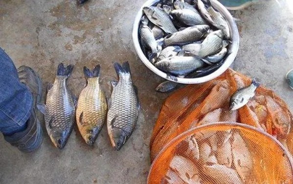 秋天用饵,从来不含糊,商品饵加点它,大鲫鱼不是一般的好钓