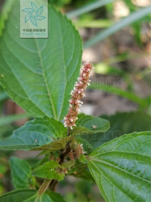 铁苋菜,见过吗解毒利湿,收敛止血用于肠炎,痢疾