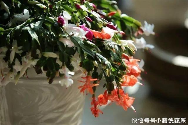 蟹爪兰花苞“蔫不拉几”,这叫做“消苞”现象,有3个原因要知道