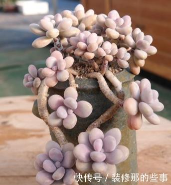 叶片|冬天养多肉桃蛋,掌握3个爆盆小技巧,粉嘟嘟长满盆!