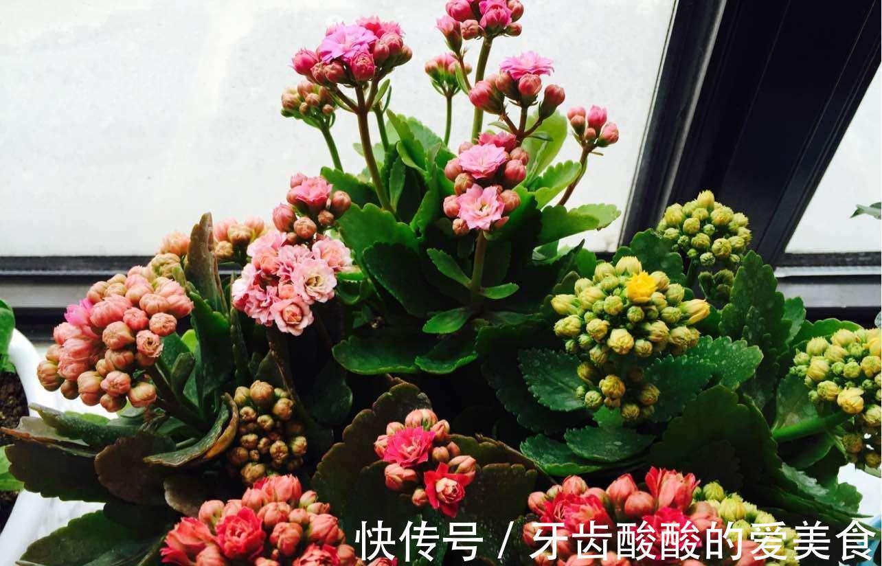 10大健康花,建议养一盆,不但能吸废气制氧气,还好养贵气