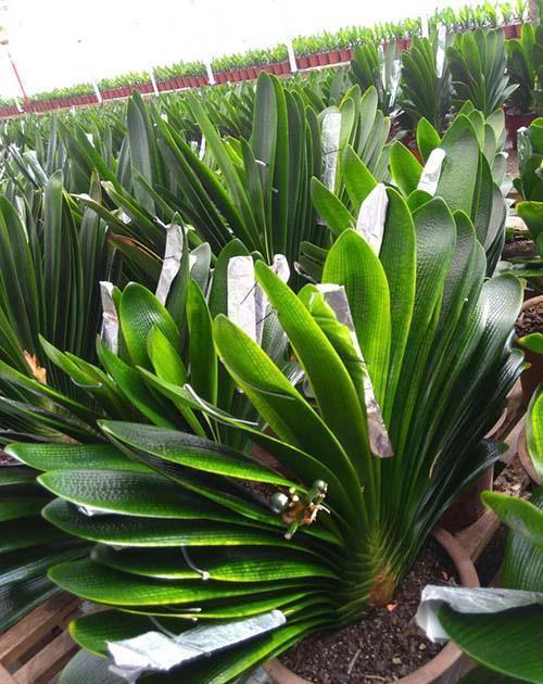 歪七|君子兰摆放,大有“讲究”,3个位置坚决不能放,歪七扭八太难看