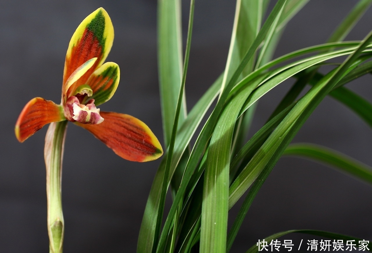 兰花凋谢后,早做3件事,新芽还比老苗多