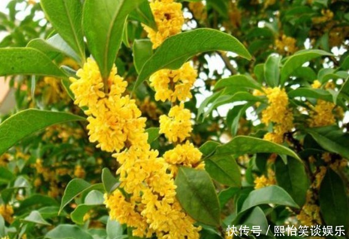 财运|养花就养3种花，家里养一盆，开花漂亮财运来，一养就上瘾