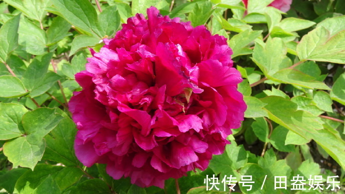 喜欢牡丹,不如养盆“牡丹珍品”大富红,雍容华贵,花开又富贵!