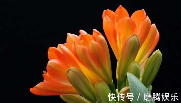 君子兰|君子兰开花后,这样处理就可以延长花期一个月,爆盆真的很容易