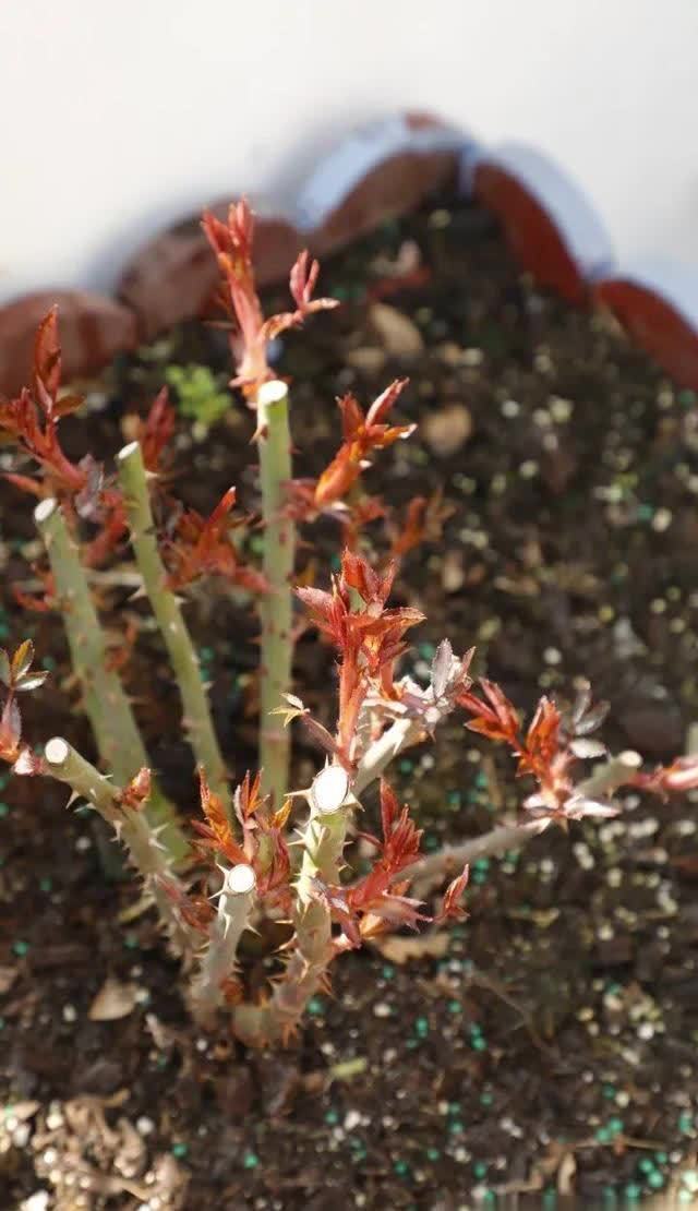 别再羡慕达人的花园了，月季正餐吃得好，你也可以