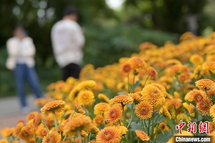 南宁|8万盆菊花亮相广西南宁引游人