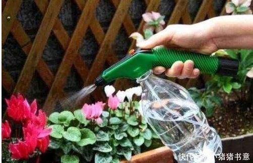 养花只会傻浇水这3种花“怕”水,浇多就烂根,不管才养得好
