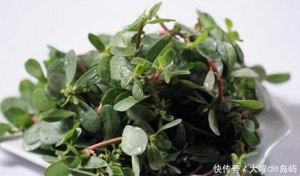 通脉|农村这些野菜中，降低血糖，补肝肾，温经通脉，食疗功效高。