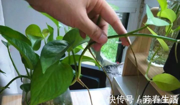 枝条|茉莉花扦插有机关,砍这一段枝条,插土里3天就活