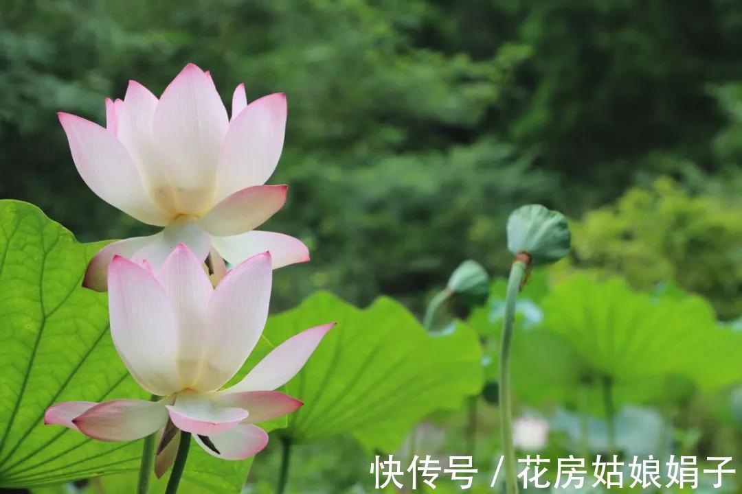 养分|葳蕤俏丽如碗莲,为何只长叶不开花?为你揭开8个不开花的原因