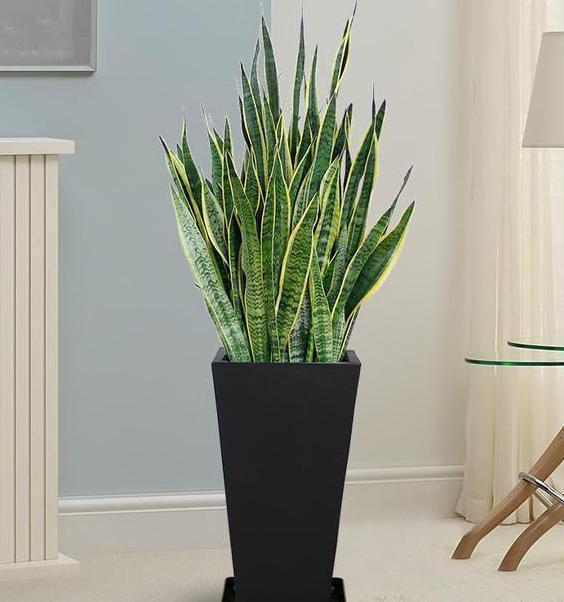 几乎没人知道家里种上这些植物,镇宅辟邪,身体越来越健康