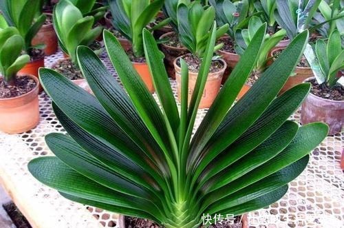 大姐养了七年君子兰,只用3种营养肥,不花大钱也能爆盆开花!