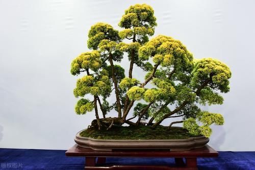 肥料|买盆景学问大,栽种环境、合适的树种,都要考虑周到,莫“踩坑”