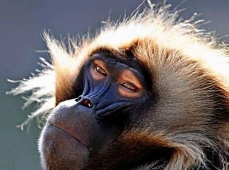 救助|36年前,美国医生将狒狒的心脏移植给一名婴儿,成功救助后来如何