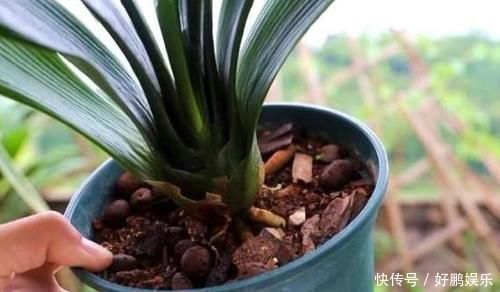 丝瓜络|养花烂根不是大问题!土里埋点它,根须刷刷长满盆,越来越壮实