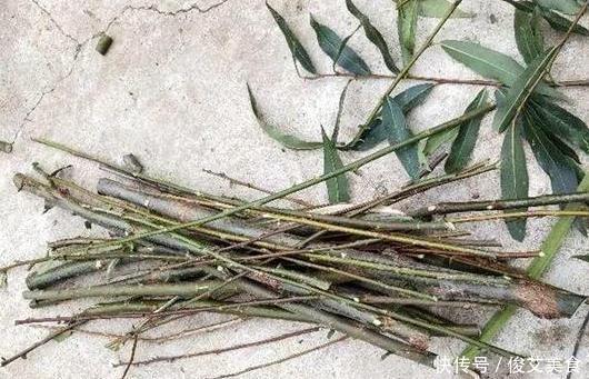 这种天然的“生根剂”，给花浇一点根系壮猛发芽，后悔今天才知道