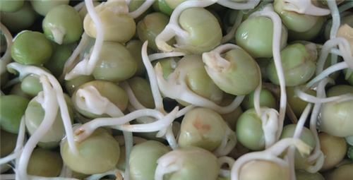 爱吃的人更健康，3种食物离不开，营养丰富，滋补身体！