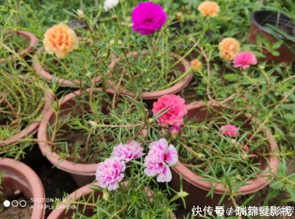 死不了的花，枝条沾土就活，从4月开到12月！