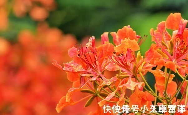 吉祥|庭院无树,无福无禄?有院子就种15种树,随便选一种,吉祥又好看