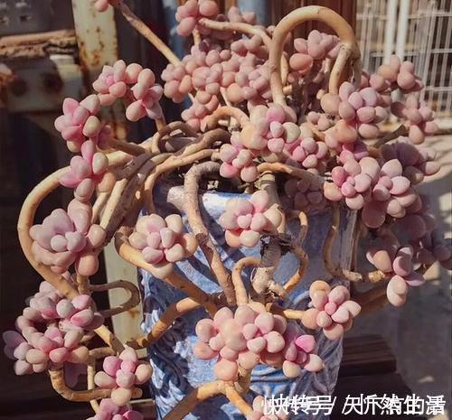 20款高贵梦幻紫色多肉，养一盆“紫气东来”，总有一款是你喜欢的