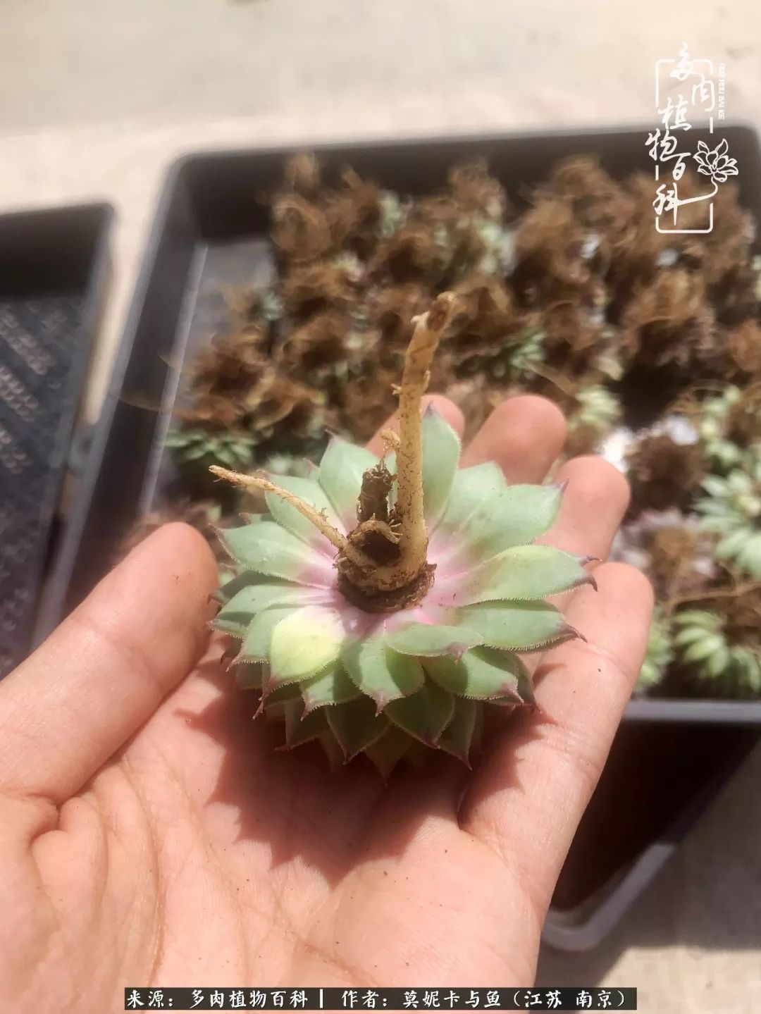 这多肉拼盘这么仙！如何制作达人手把手教你制作长生草拼盘！