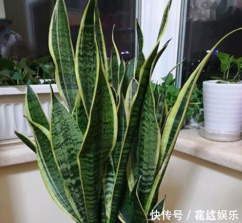 伤口|养了1年的虎皮兰,盆都挤爆了,教你1个小方法,一盆变多盆