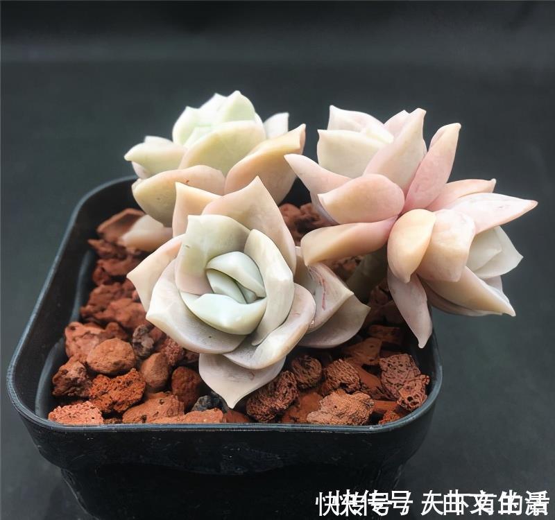 多肉|被拉下神坛的可爱多肉，曾经贵到退步，现在价格便宜少有人养