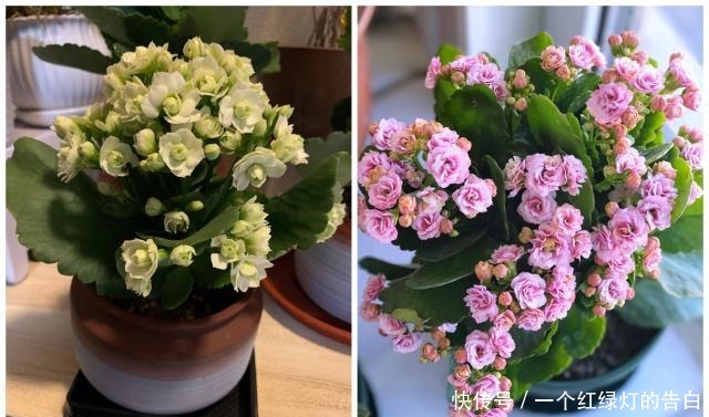 此花是世界名花,冬春季盛花,花期超半年,种养容易,室内也能养!