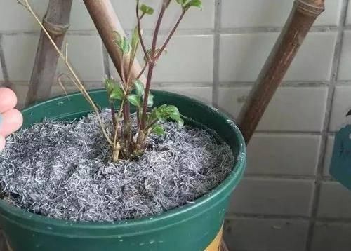 蚊香烧剩的灰，竟是养花的“宝贝”，增肥、杀虫作用大