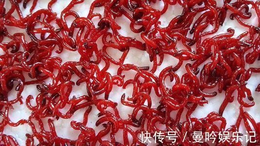 为什么用蚯蚓钓鲫鱼的人越来越少？告诉你蚯蚓与红虫的差距