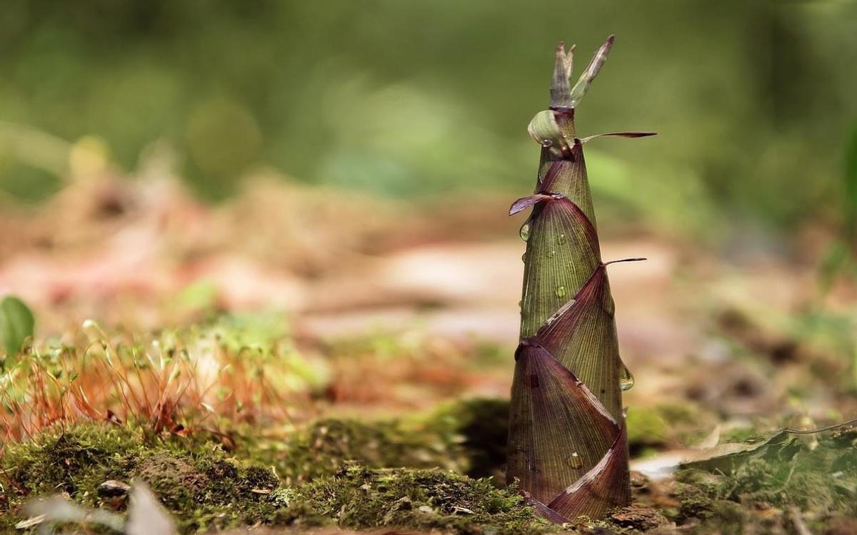 烹饪方法|买笋时,“矮胖”的好还是“细长”的好?别傻傻不懂,花冤枉钱